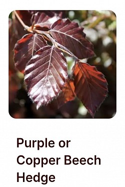 Beech hedging