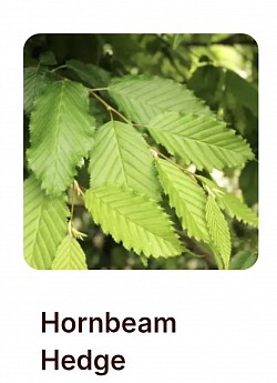 Hornbeam