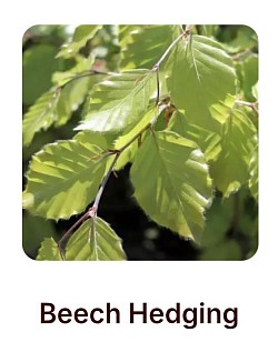 Beech