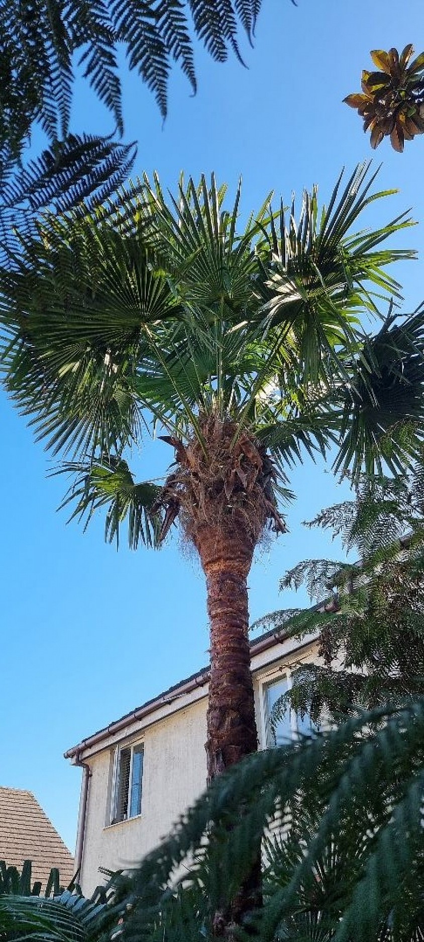 Trachycarpus Fortunei