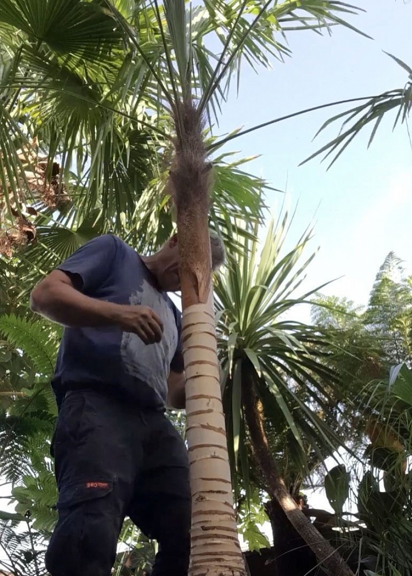 Palm Tree Pruning Service