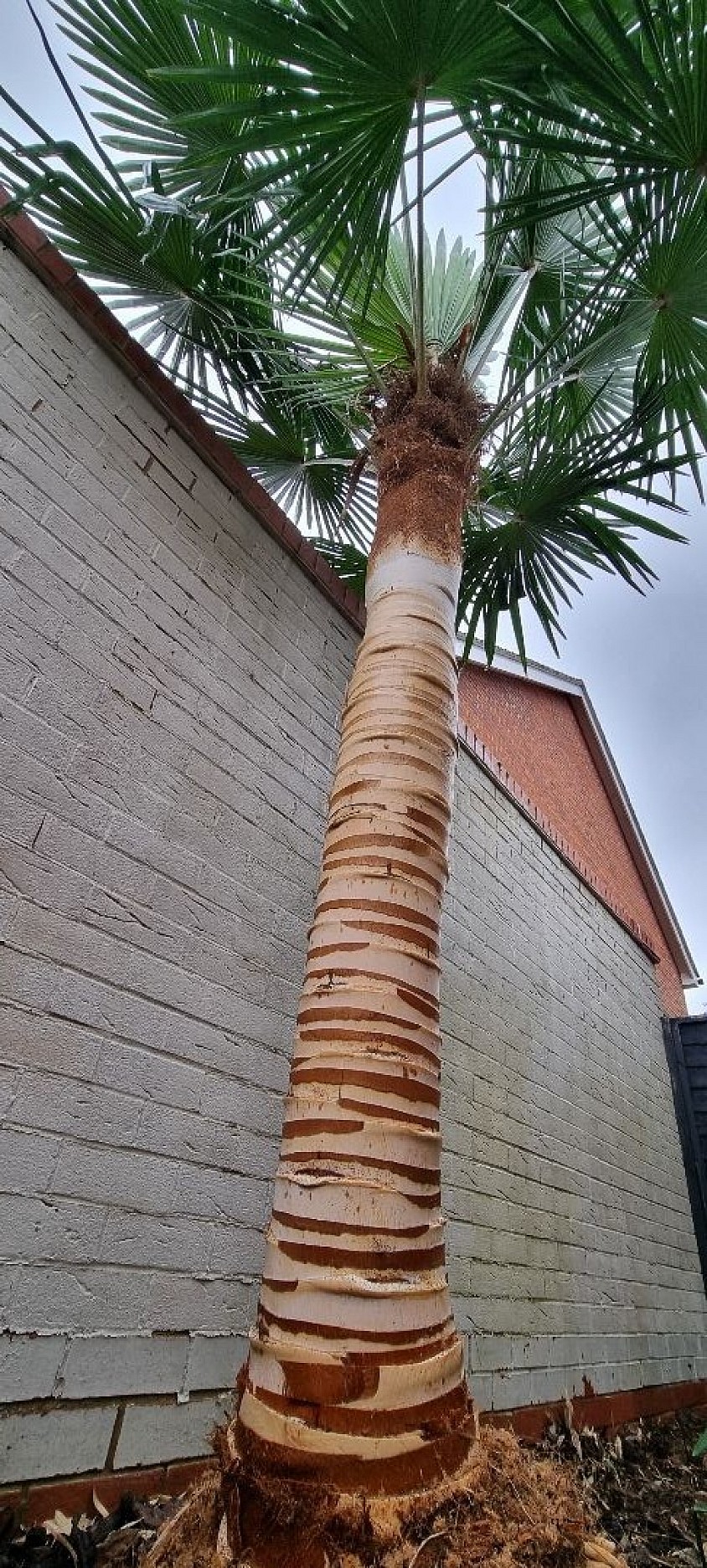 Trachycarpus fortunei