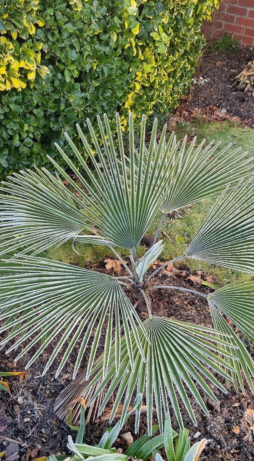 Trachycarpus Princeps
